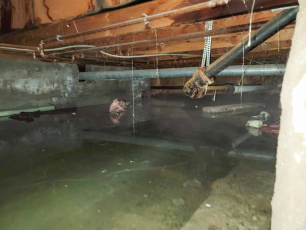 Best Commercial water damage restoration  in Oronoco, MN