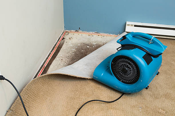 Best Local water damage restoration  in Oronoco, MN